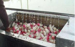 Vegetable Cleaning Machine